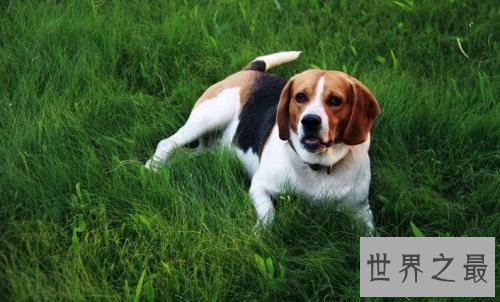 什么狗最好养活 这十条狗狗聪明惹人爱关键是好养