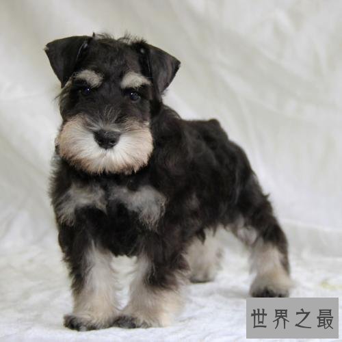 什么狗最好养活 这十条狗狗聪明惹人爱关键是好养