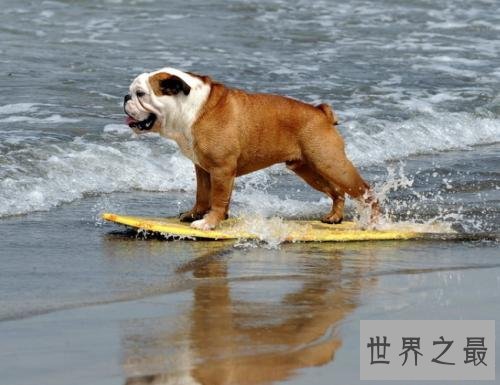 什么狗最好养活 这十条狗狗聪明惹人爱关键是好养