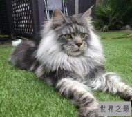 最大的猫，阿什拉猫（是三种猫咪杂交而成的一种小混血猫咪）