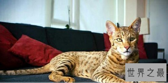 最大的猫，阿什拉猫（是三种猫咪杂交而成的一种小混血猫咪）