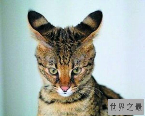 最大的猫，阿什拉猫（是三种猫咪杂交而成的一种小混血猫咪）