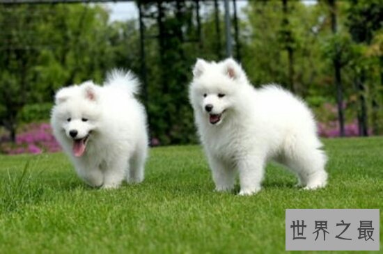 体型娇小可爱的小狗 曾爆料蚕食主人的身体