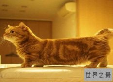 曼赤肯猫 号称“猫界柯基”萌的不要不要的 怎么也高冷不起来