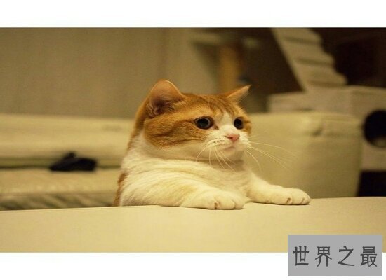 曼赤肯猫 号称“猫界柯基”萌的不要不要的 怎么也高冷不起来