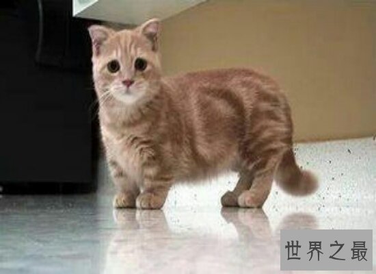 曼赤肯猫 号称“猫界柯基”萌的不要不要的 怎么也高冷不起来