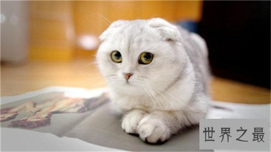 超萌猫咪的品种,什么时候组团去偷猫