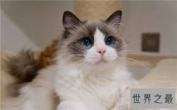 超萌猫咪的品种，什么时候组团去偷猫