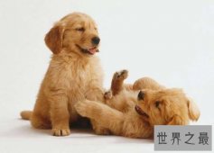 世界十大最萌的狗 萌化你的心还不快养一只