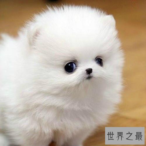 世界十大最萌的狗 萌化你的心还不快养一只
