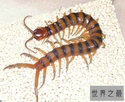 世界上最大的蜈蚣长有62厘米 你肯定不想被它咬一口