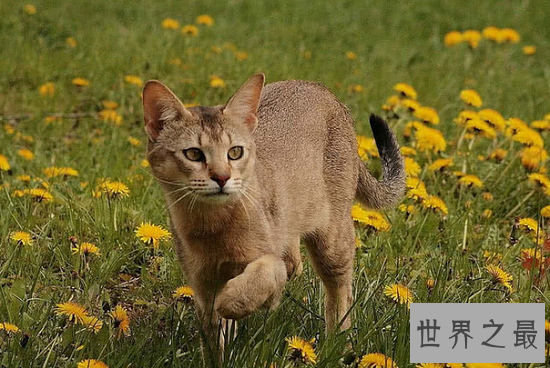 世界上最大的猫TOP10，“巨人”缅因猫排名第一