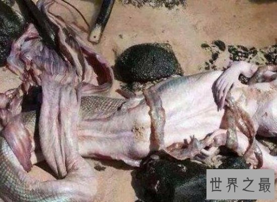 震惊!美人鱼图片曝光,我们心中有着迷人身材的美人鱼竟长这样!