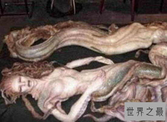 震惊!美人鱼图片曝光,我们心中有着迷人身材的美人鱼竟长这样!