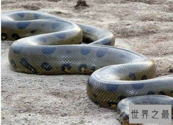 震惊!世界上最大的蛇——最长可达10公尺,体重225公斤!