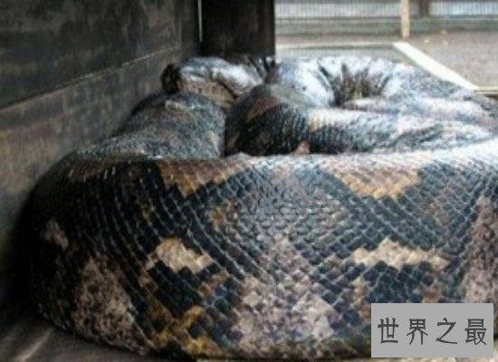 震惊!世界上最大的蛇——最长可达10公尺,体重225公斤!