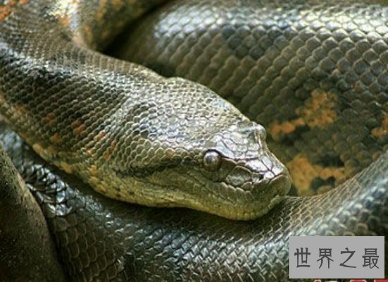 震惊!世界上最大的蛇——最长可达10公尺,体重225公斤!