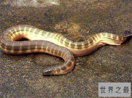 世界上最毒的蛇见到一定远离 一点毒液就让你毙命