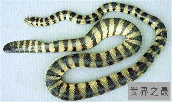 世界上最毒的蛇见到一定远离 一点毒液就让你毙命