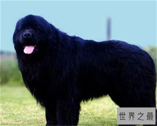 世界上最大的狗 第一名站起来比姚明还要高