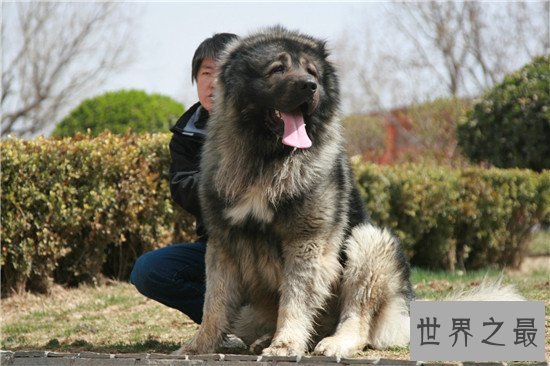 世界上最大的狗 第一名站起来比姚明还要高