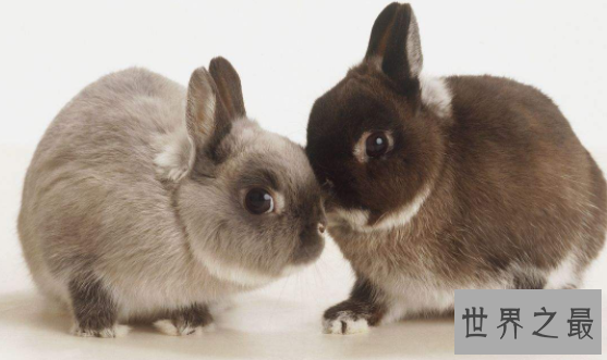 侏儒兔永远长不大 比茶杯还小绝对是送女友最好的礼物