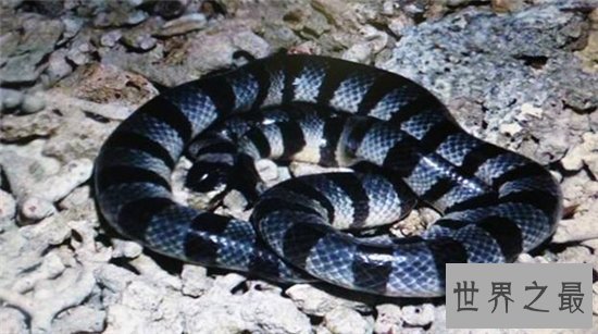 世界上最毒的蛇贝尔彻海蛇长达3米 一口毒液杀死一千人