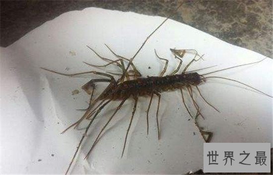 草鞋底子具有一定的毒性 但在美国却是美味的食物