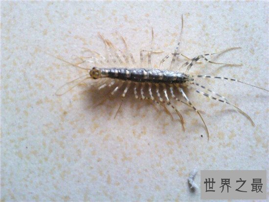 草鞋底子具有一定的毒性 但在美国却是美味的食物