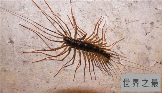 草鞋底子具有一定的毒性 但在美国却是美味的食物