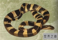 国内毒性最强的银环蛇图片 女子网购当宠物不幸被咬伤