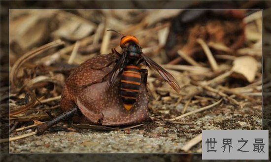 中国大虎头蜂分为两种毒性 都对身体造成很大伤害