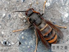 中国大虎头蜂分为两种毒性 都对身体造成很大伤害