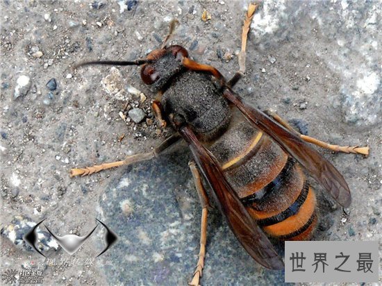 中国大虎头蜂分为两种毒性 都对身体造成很大伤害