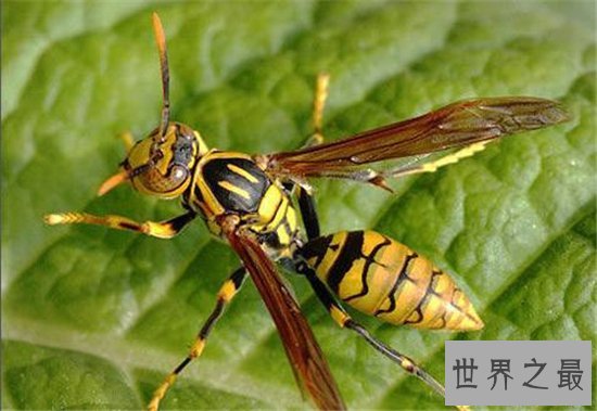 中国大虎头蜂分为两种毒性 都对身体造成很大伤害