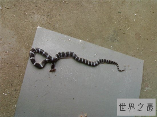 国内毒性最强的银环蛇图片 女子网购当宠物不幸被咬伤