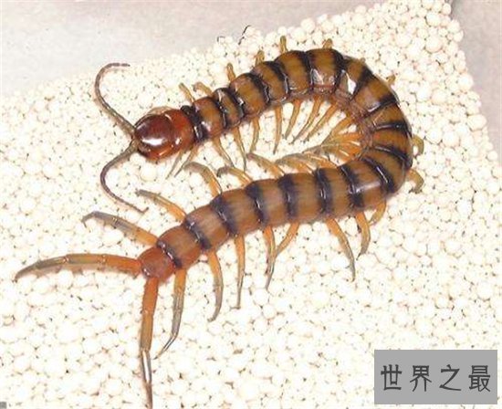 加拉帕格斯巨人蜈蚣可长大30厘米 秒杀非洲帝王蝎
