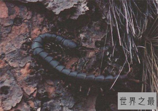 加拉帕格斯巨人蜈蚣可长大30厘米 秒杀非洲帝王蝎