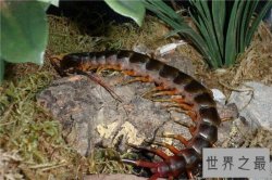 加拉帕格斯巨人蜈蚣可长大30厘米 秒杀非洲帝王蝎