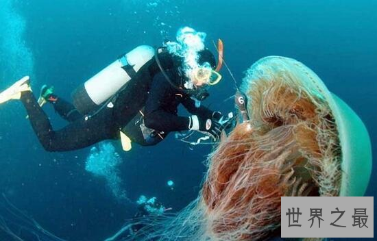 北极霞水母：世界上最大的水母（触手可达36m）