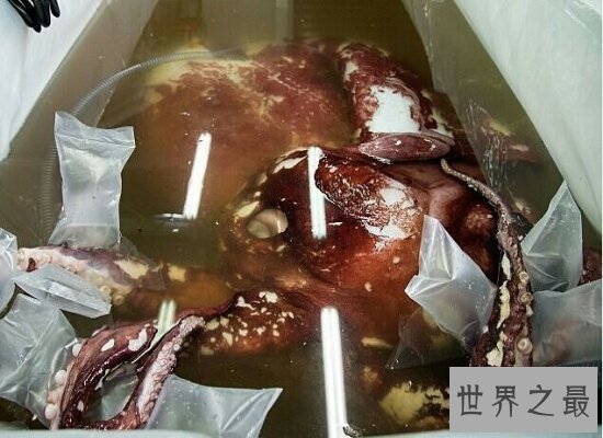 世界上最大的无脊椎动物大王酸浆鱿  体型庞大不可食用