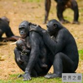 最淫乱动物性行为  跨种族乱伦 动物世界太复杂