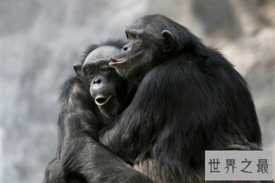 最淫乱动物性行为  跨种族乱伦 动物世界太复杂