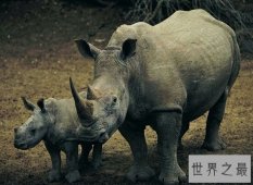 珍贵的中国犀牛于1922年全部灭绝  敲响了对人们的警钟