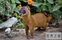 黄鼠狼怕什么，黄鼠狼长相呆萌却遭人厌恶