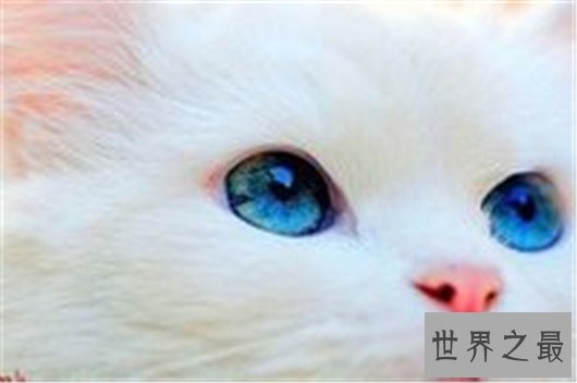 蓝眼白猫长相可爱却听不见声音，好看的外表要靠耳聋换取