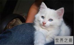 蓝眼白猫长相可爱却听不见声音，好看的外表要靠耳聋换取