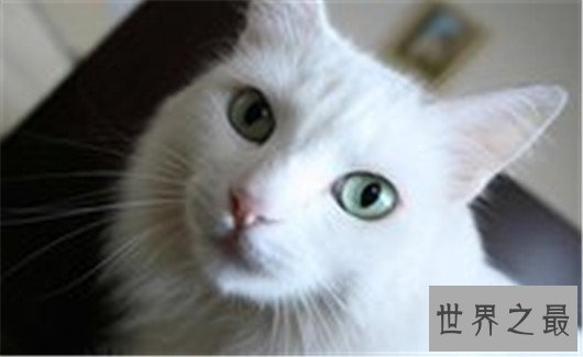 蓝眼白猫长相可爱却听不见声音，好看的外表要靠耳聋换取