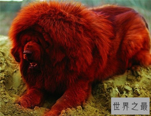 中国品种纯红藏獒价格高达1500万，其中有炒作的嫌疑