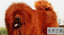 中国品种纯红藏獒价格高达1500万，其中有炒作的嫌疑